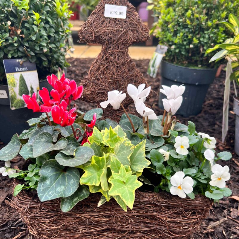 Christmas Tree Planter