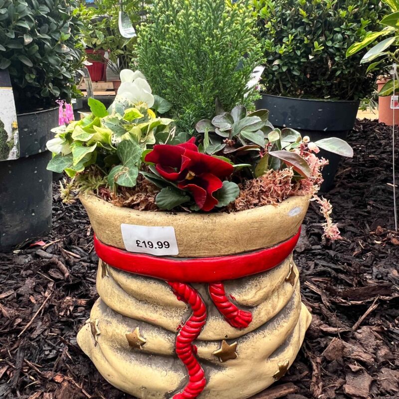 Santa Sack Planted
