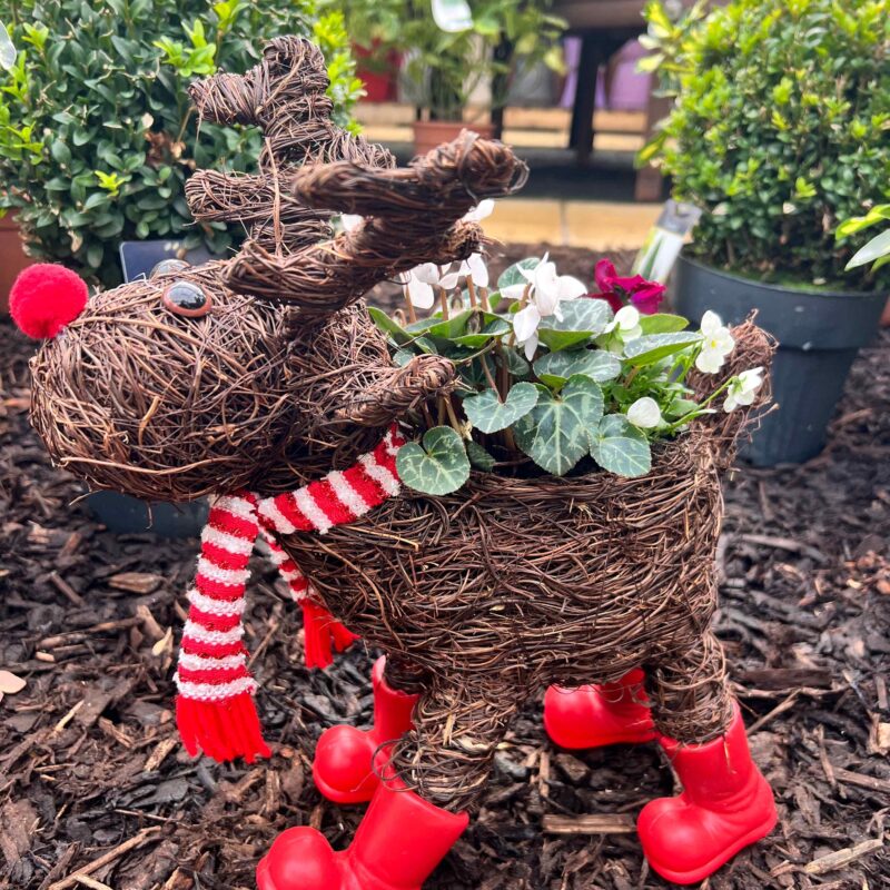 Reindeer Planter (Planted)