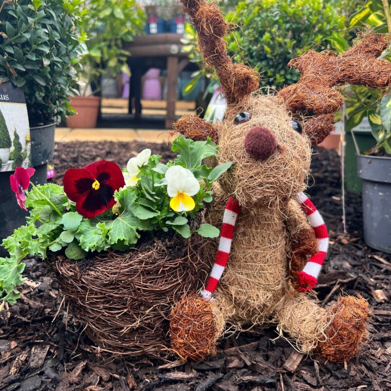 Chris-moose Planter (planted)