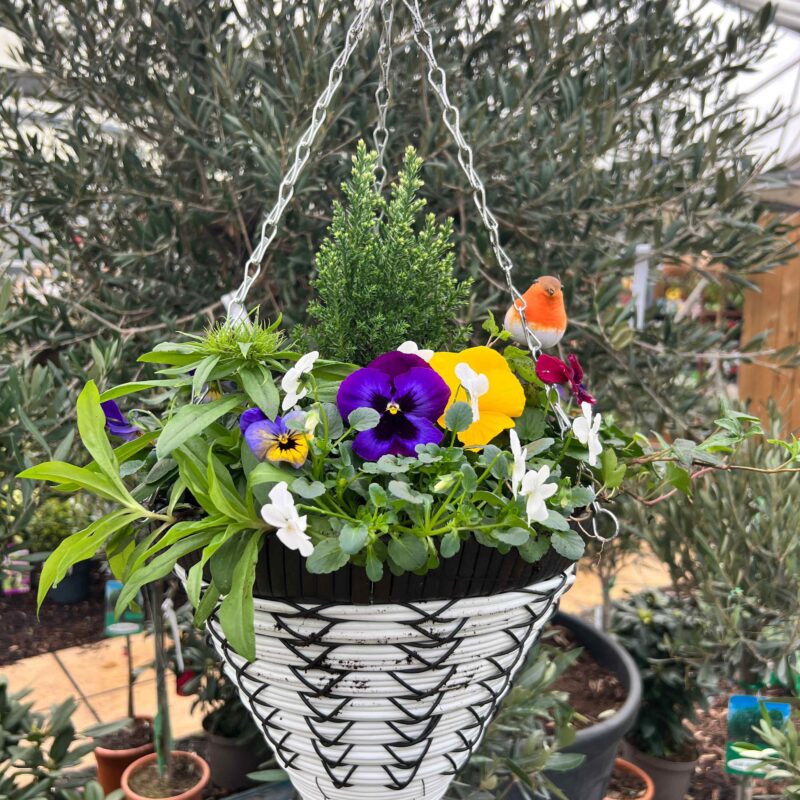 spring  White Cone Hanging Basket "Conifer center"