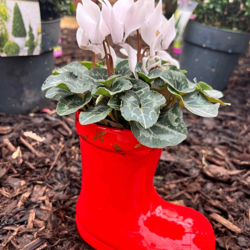 Christmas Boot (planted)