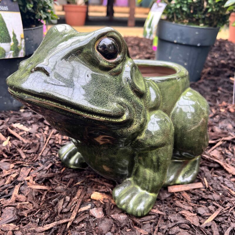 Frog Planter