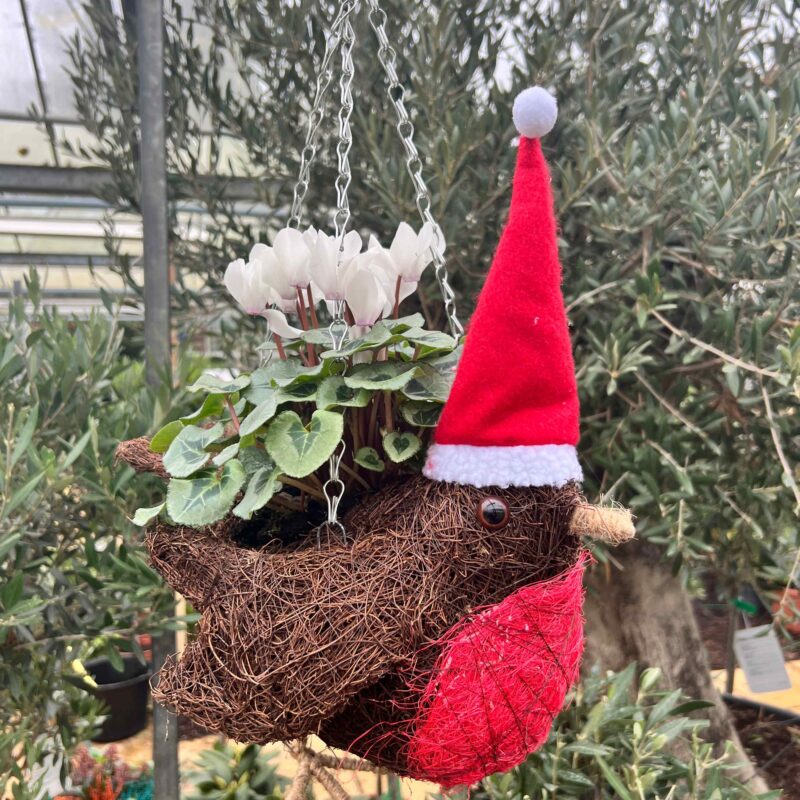 Robbin Hanging Planter (empty)