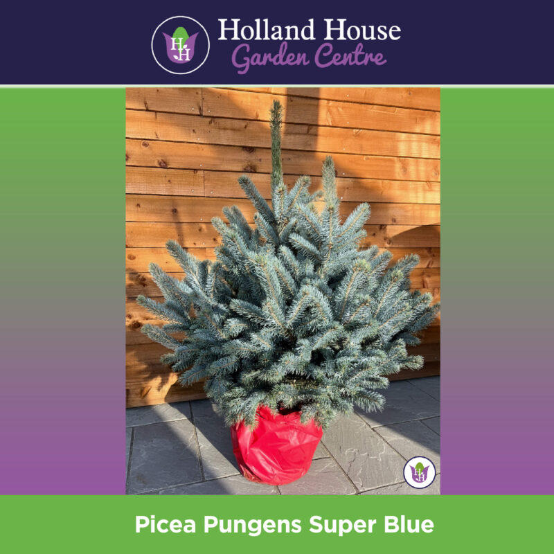 Picea Pungens Super Blue