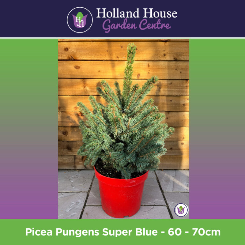 Picea Pungens Super Blue-Small-01