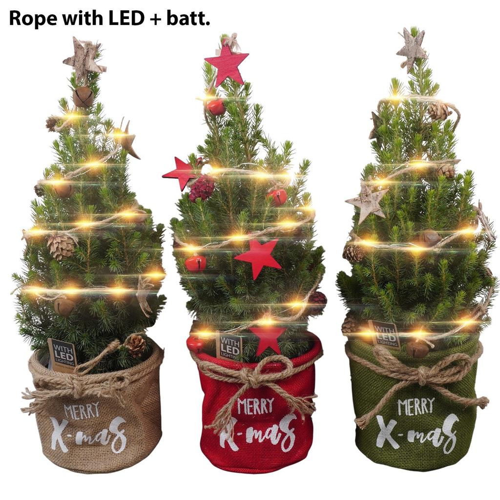 Picea glauca Conica with sack and lights