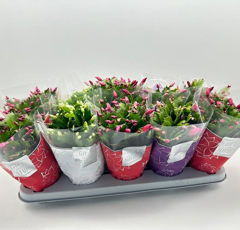 Schlumbergera truncata Flame 3 colour mix 30cm