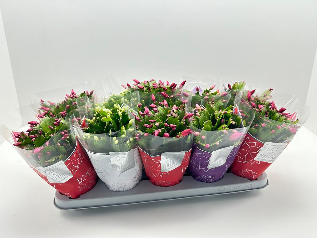 Schlumbergera truncata Flame 3 colour mix 30cm