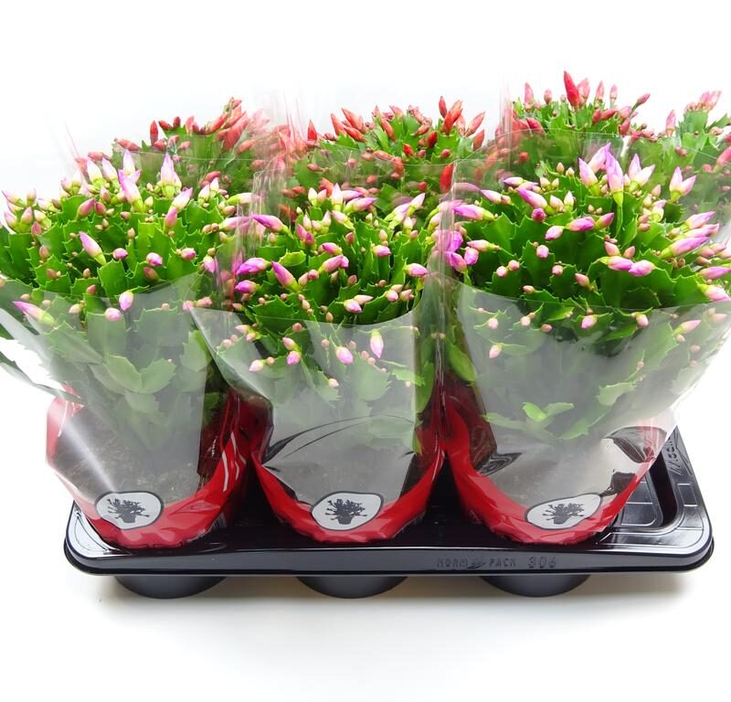 Schlumbergera truncata in 2 varieties in red sleeve 35cm