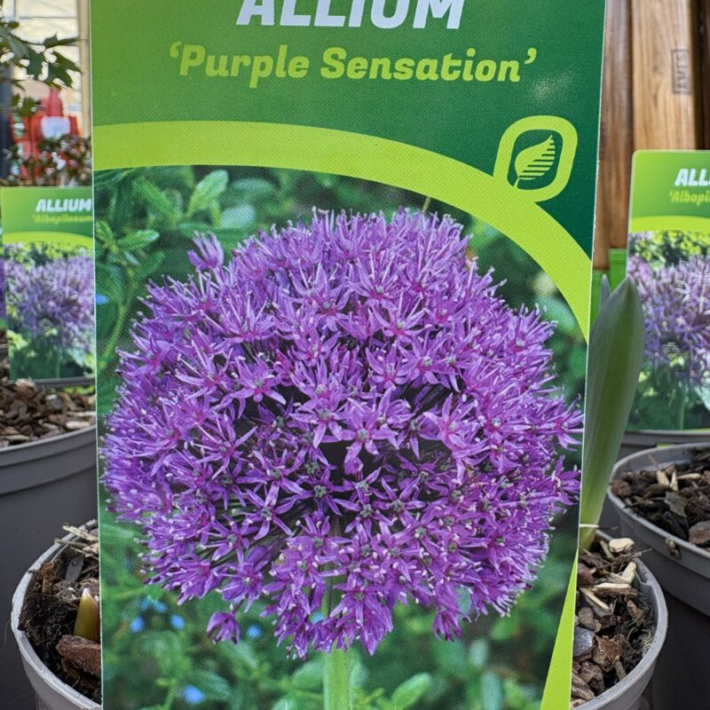 Allium Purple Sensation 2ltr £7.99