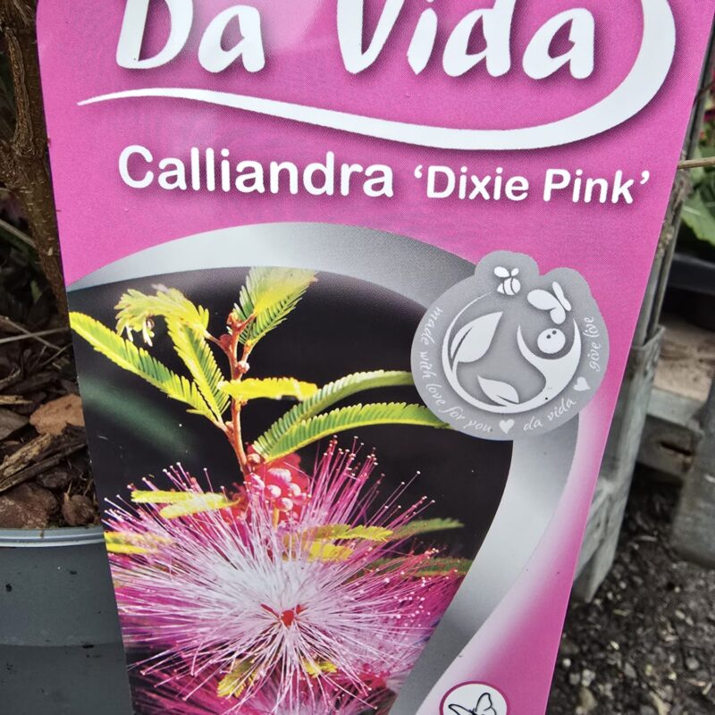 Calliandra Dixie Pink 3ltr
