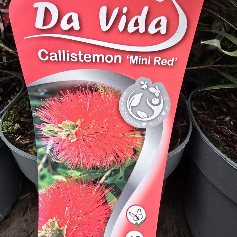 Callistemon Mini Red 2ltr
