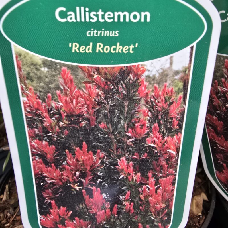 Callistemon Red Rocket 2ltr