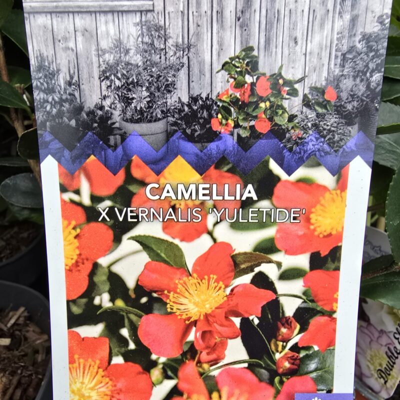 Camellia Yuletide 2ltr