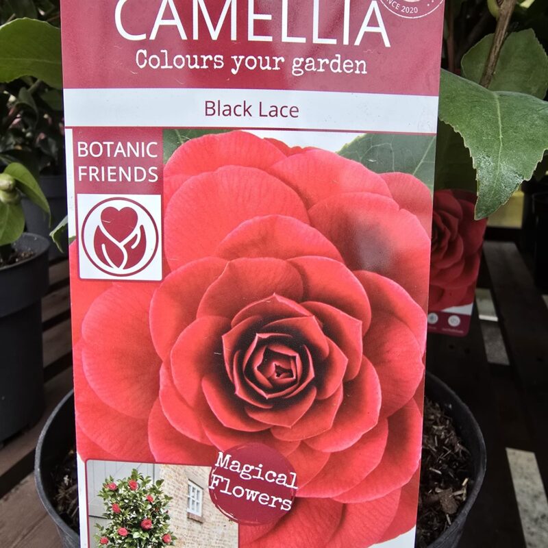 Camellia black lace 3ltr