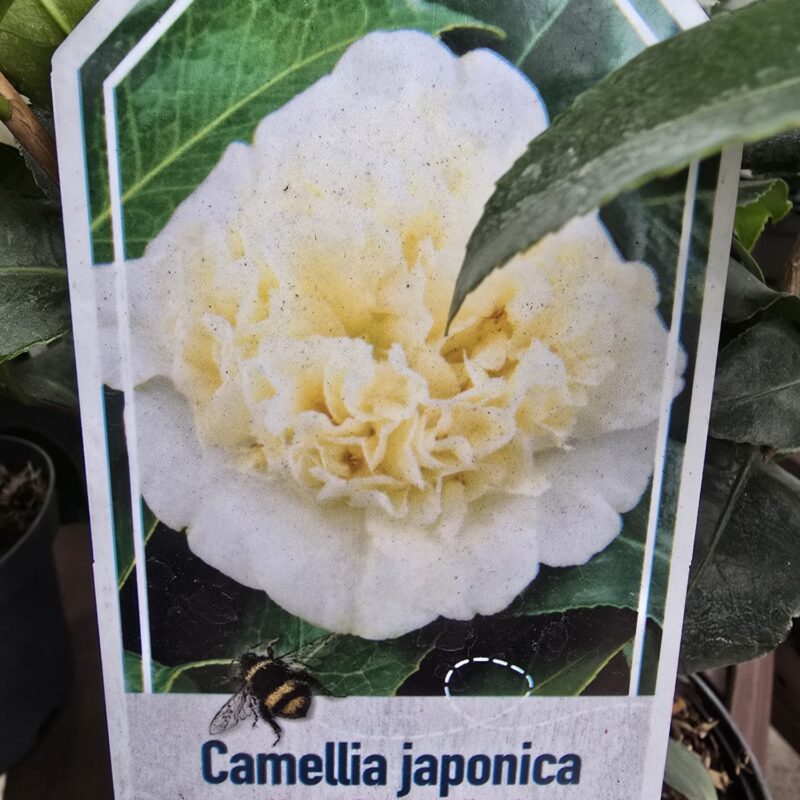 Camellia brushfields yellow 3ltr