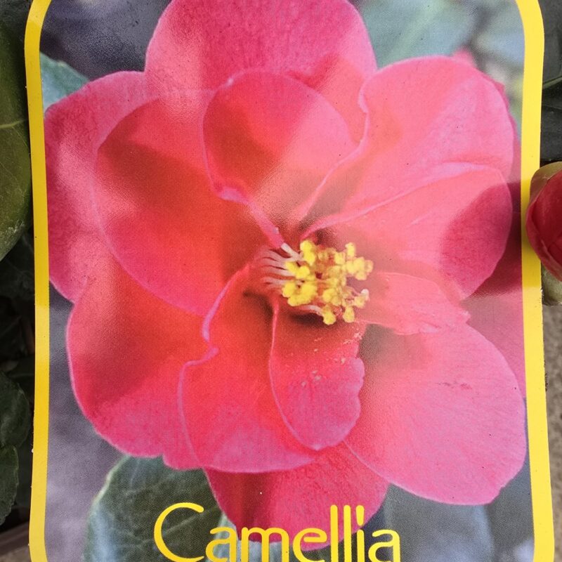 Camellia mary Williams 3ltr
