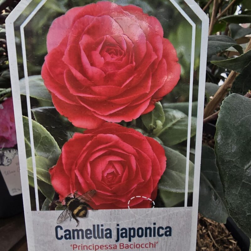 Camellia princess baciocchi 4ltr