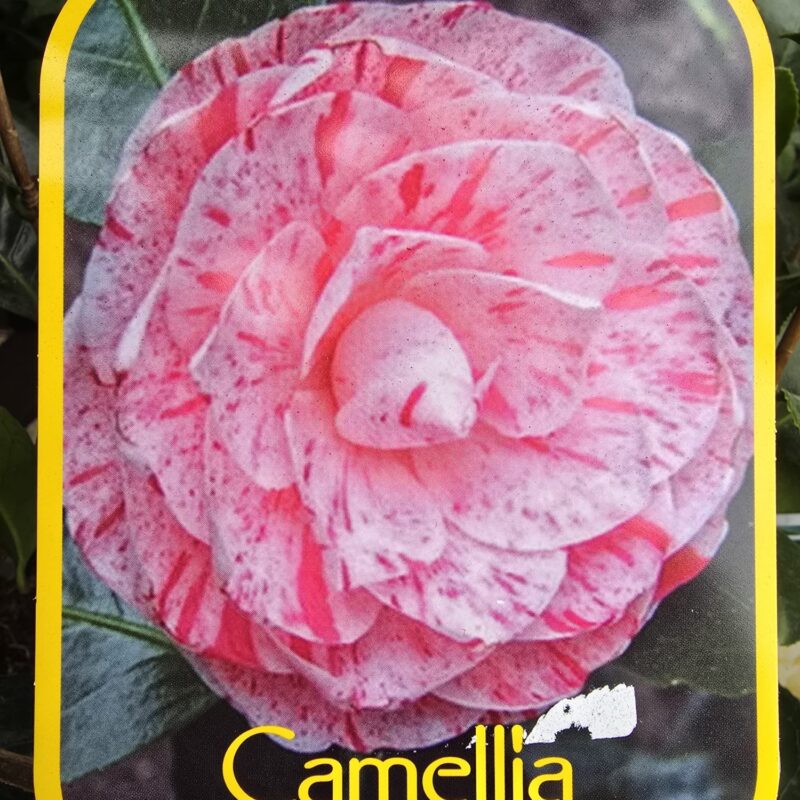Camellia william tartlets 3ltr