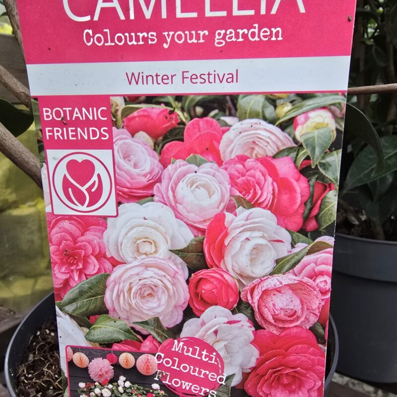 Camellia winter festival 3ltr