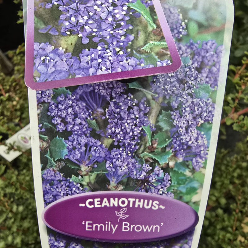 Ceanothus Emily brown 10ltr