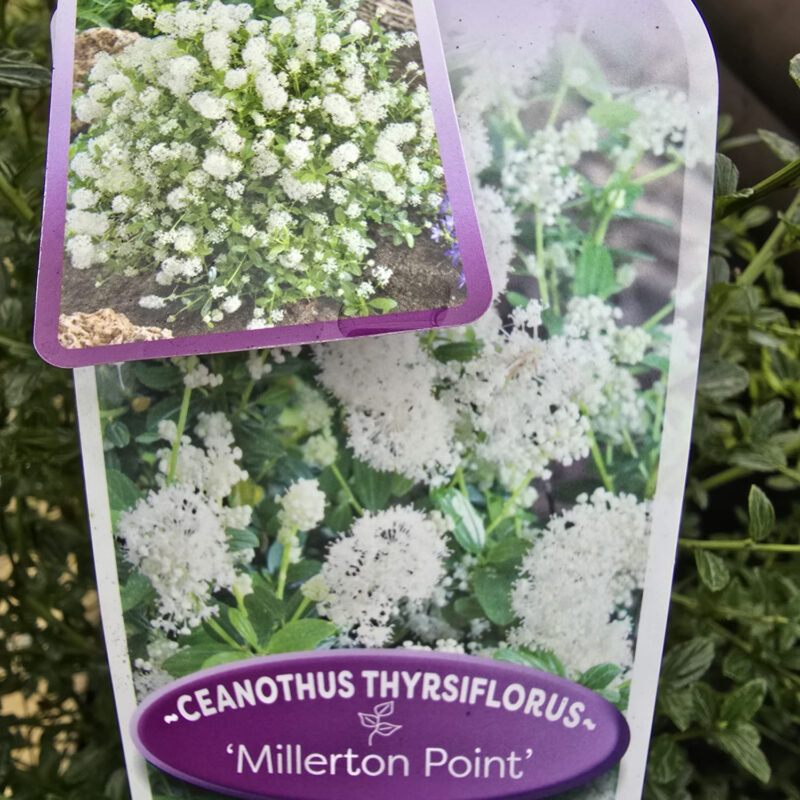 Ceanothus Millerton point 10ltr