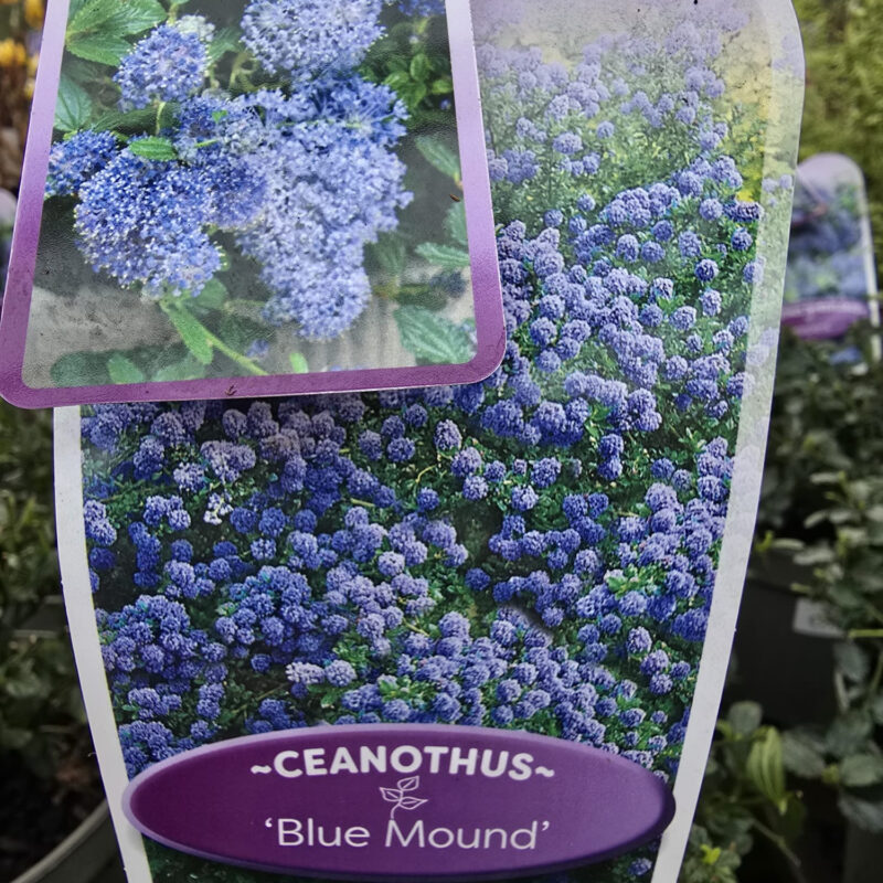 Ceanothus blue mound 2ltr