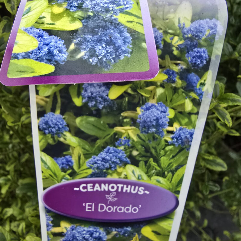 Ceanothus el dordogne 10ltr