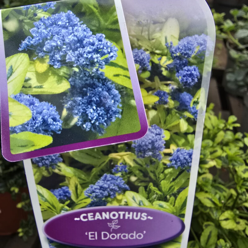 Ceanothus eldorado 2ltr