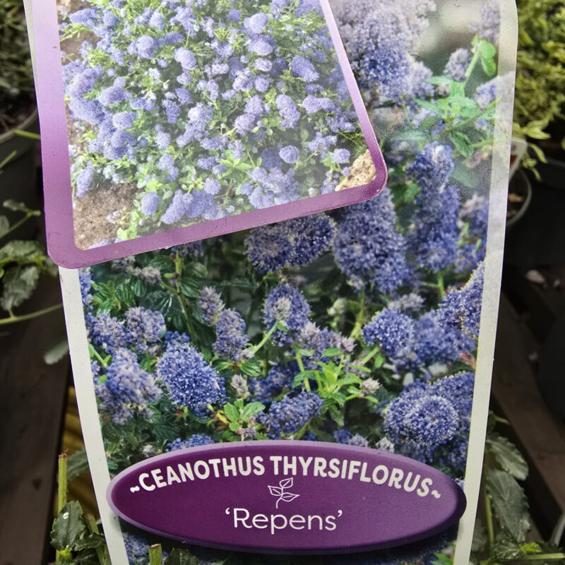 Ceanothus repens 2ltr