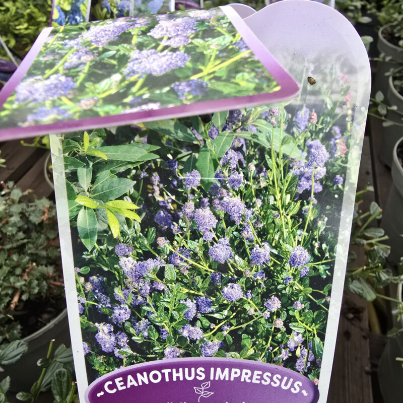 Ceanothus victoria 2ltr