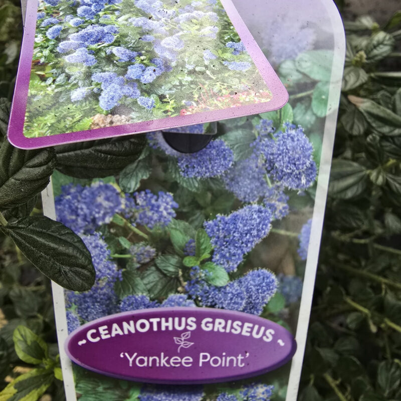 Ceanothus yankee point 10ltr