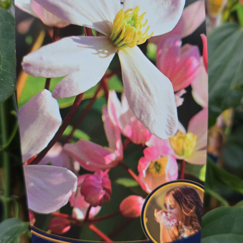 Clematis apple blossom 2ltr