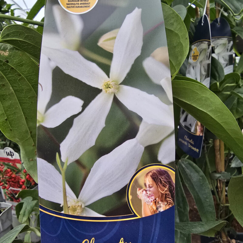 Clematis armandii 2ltr