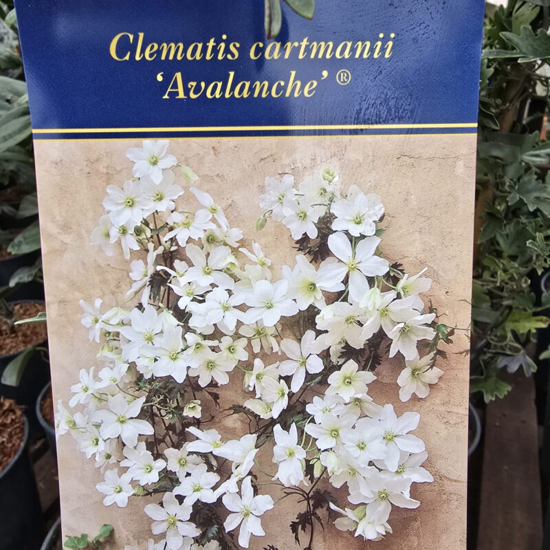 Clematis cartmanii averlanche 2ltr