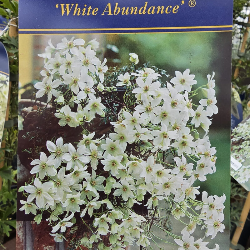 Clematis cartmanii white abundance 2ltr