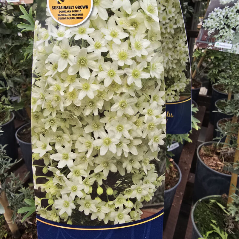 Clematis joe 2ltr