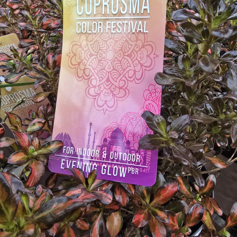 Coprosma evening glow 2ltr