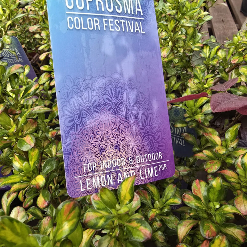 Coprosma lemon and lime 2ltr
