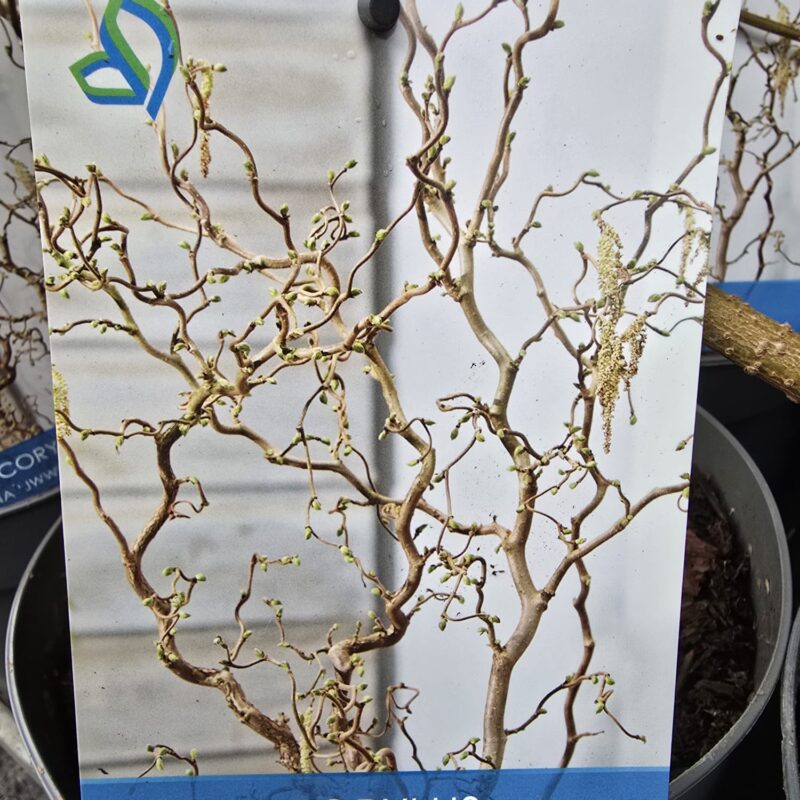 Corylus Medusa 3ltr