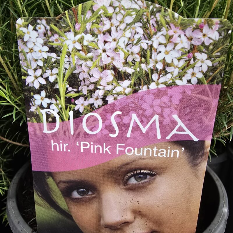 Diosma Pink Fountain 3ltr