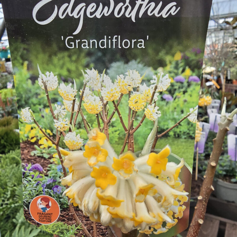 Edgeworthia grandiflora 4ltr
