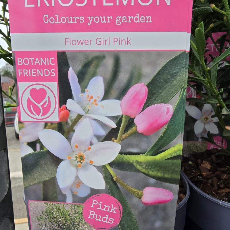 Eriostemon Flower Girl Pink 2ltr