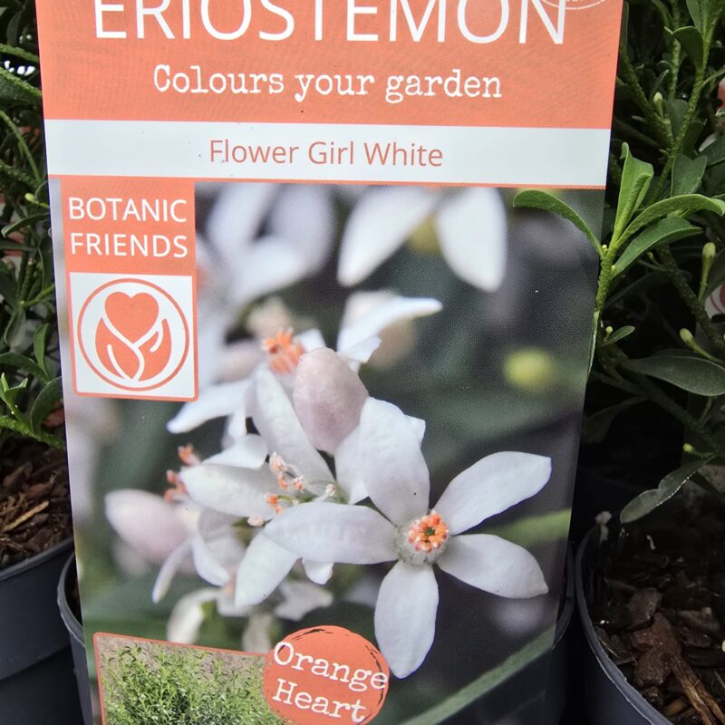 Eriostemon Flower Girl White 2ltr