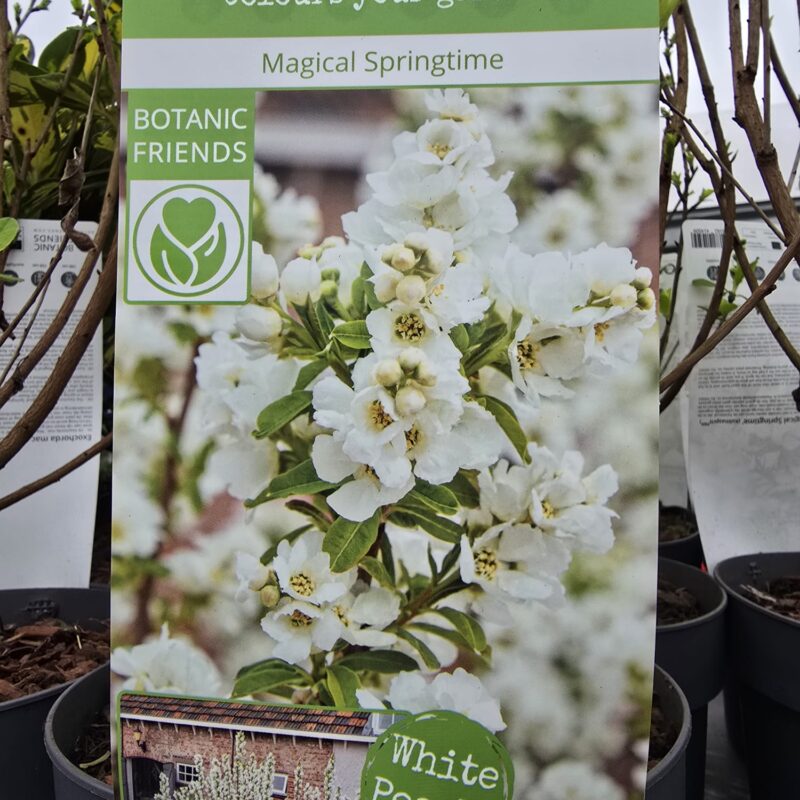 Exochorda Magical SpringTime 4ltr