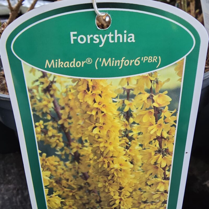Forsythia Mikadoe 2ltr