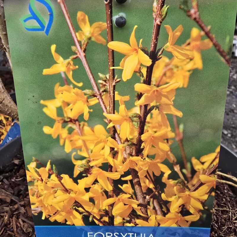 Forsythia Mindgold 2ltr