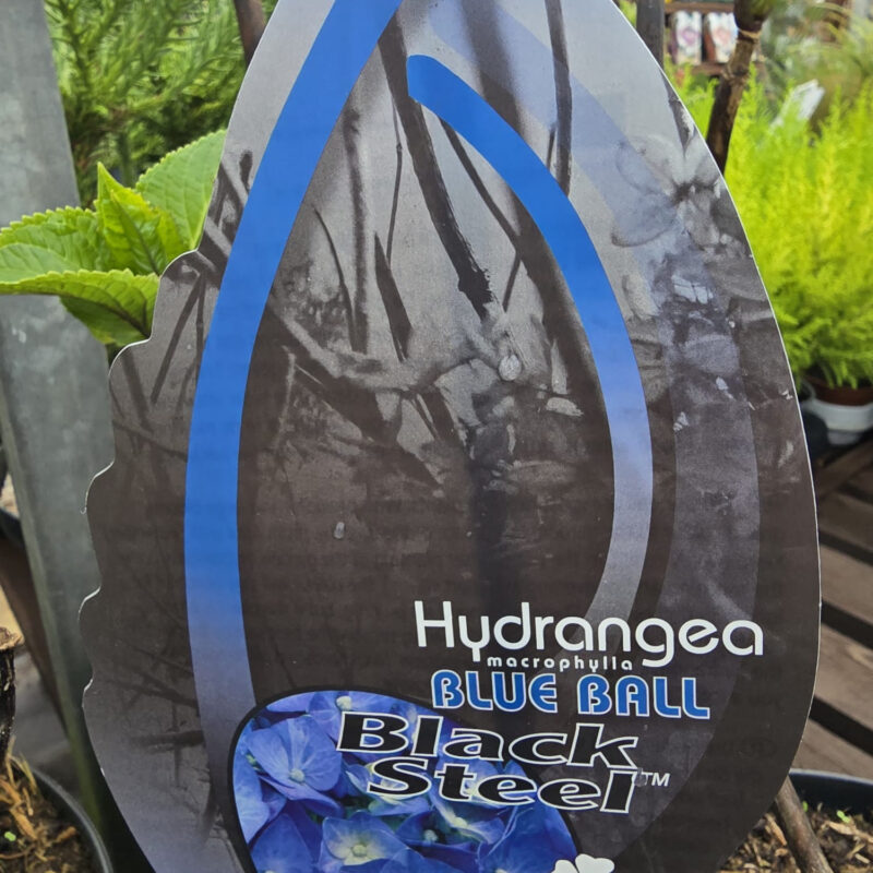 Hydrangea black steel blue ball 4ltr