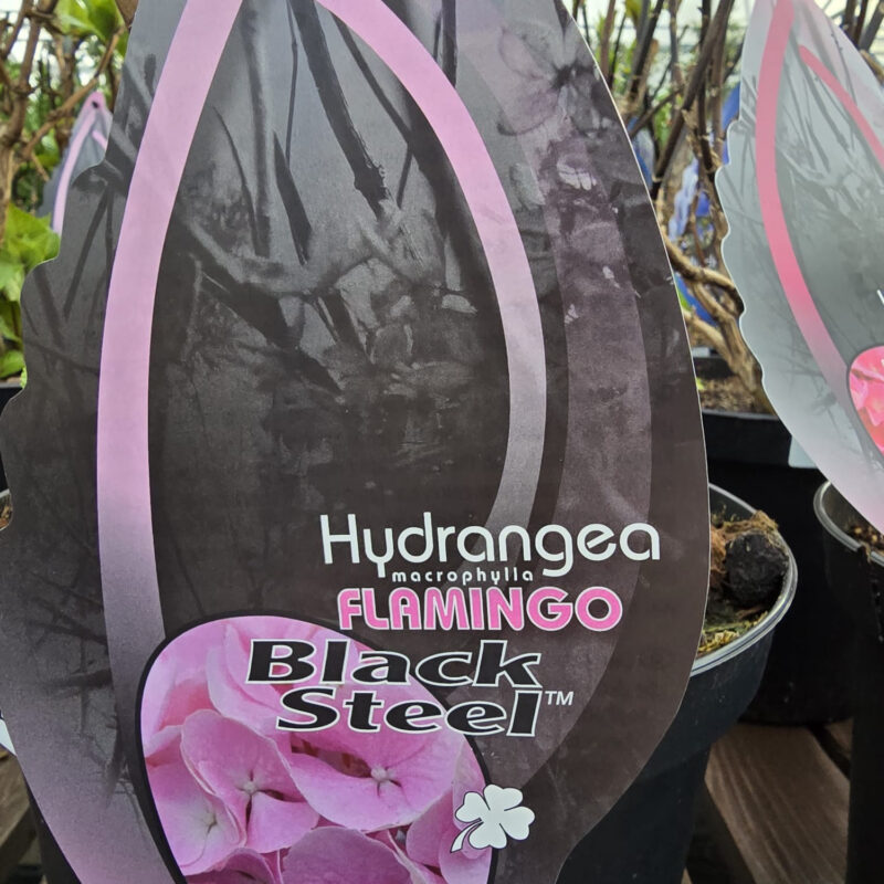 Hydrangea black steel flamingo 4ltr